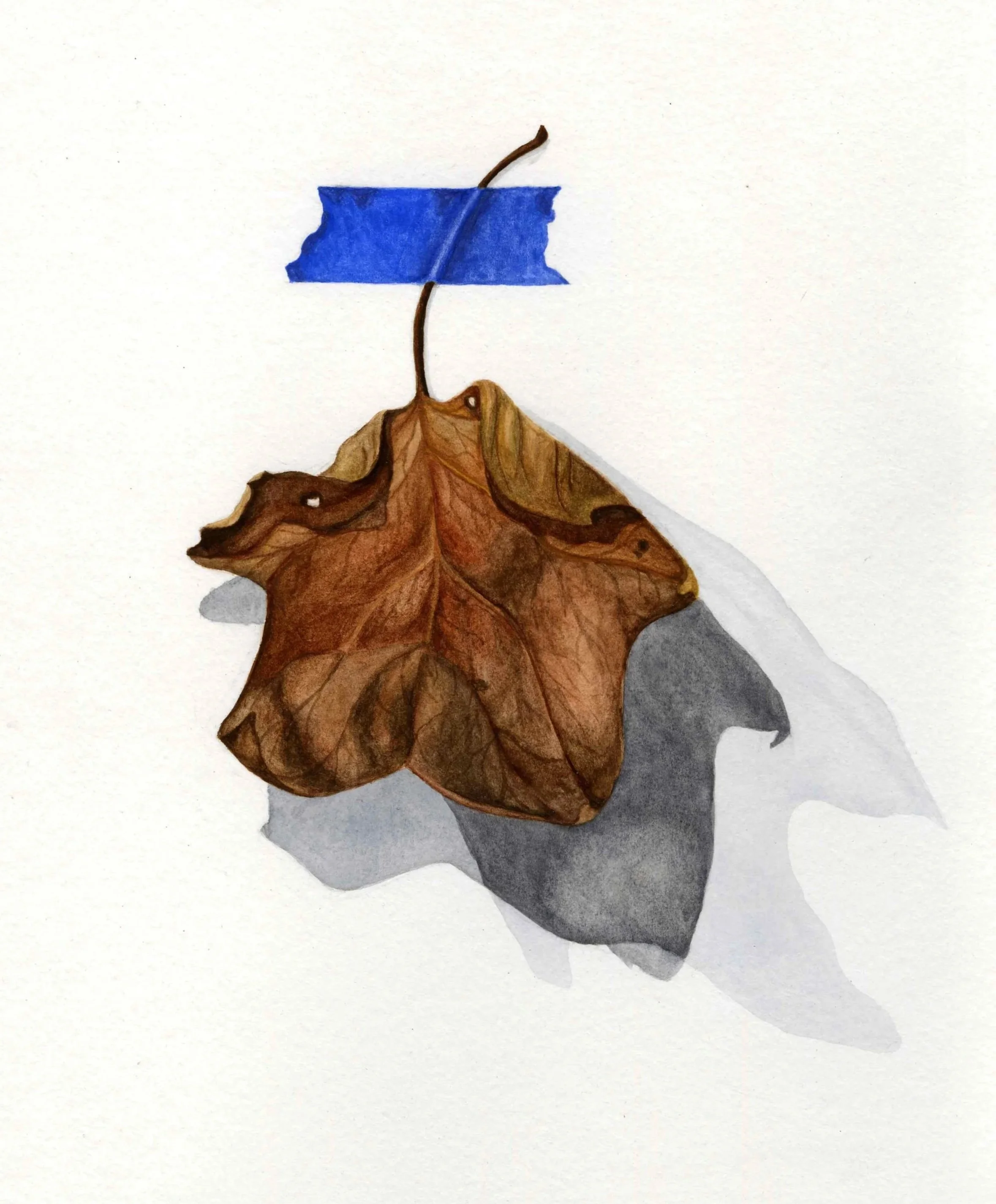 Watercolor painting of a dried brown leaf suspended from blue tape and casting layered shadows.