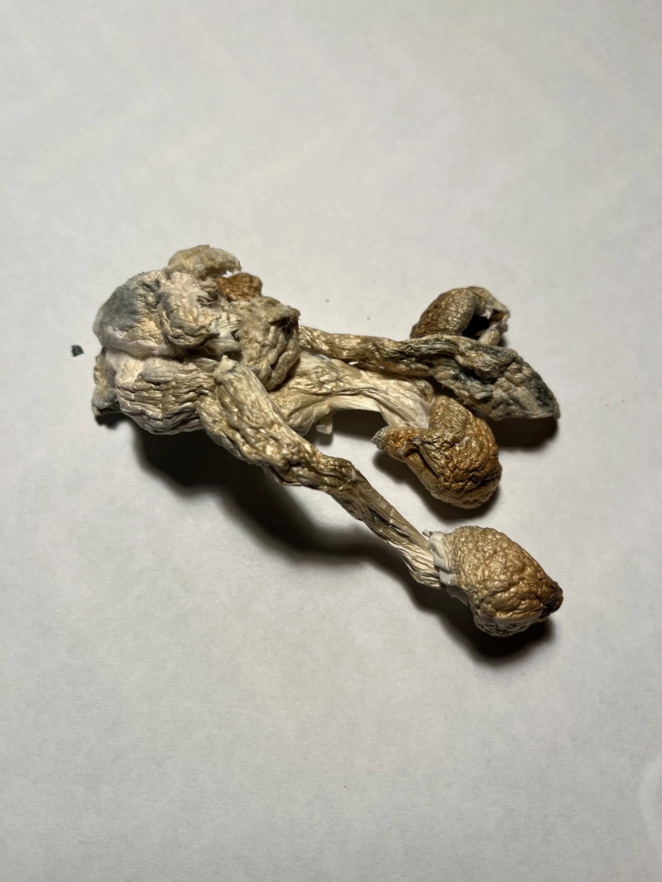 $30: Golden Teacher 3.5G Plant Package