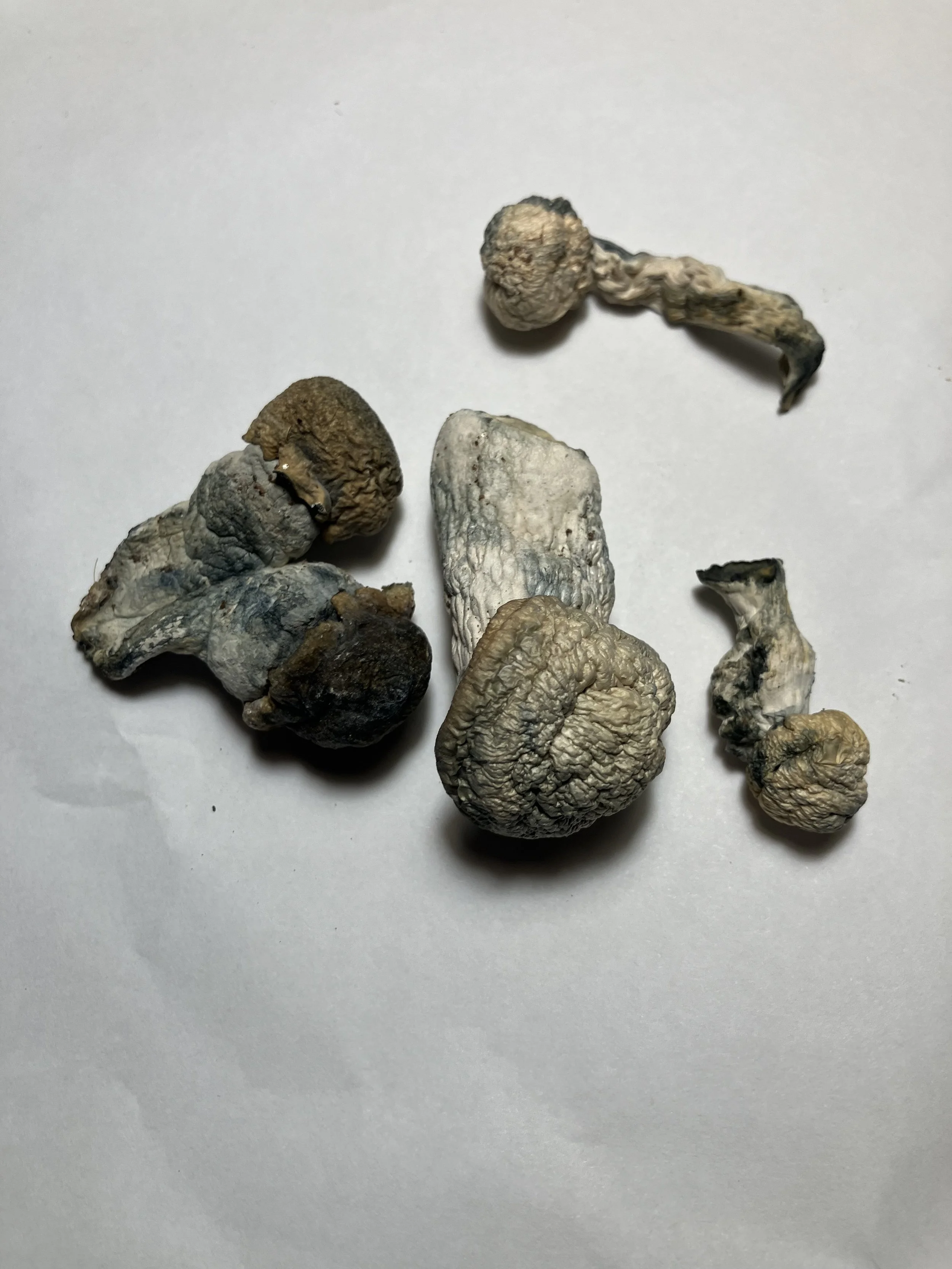 $40: Albino Bluey Vuitton Plant Package