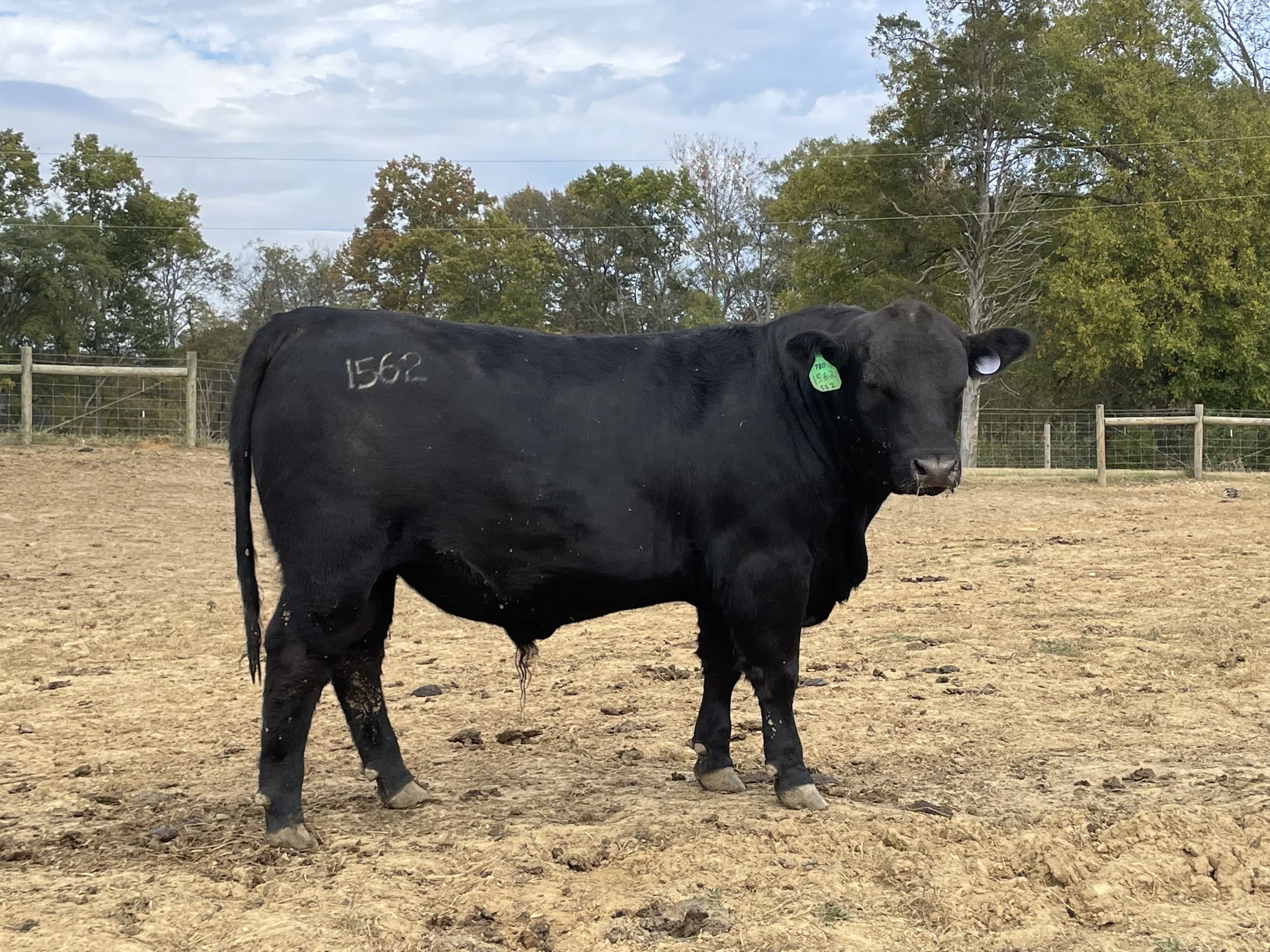 Our Herd — Dean Angus Farm