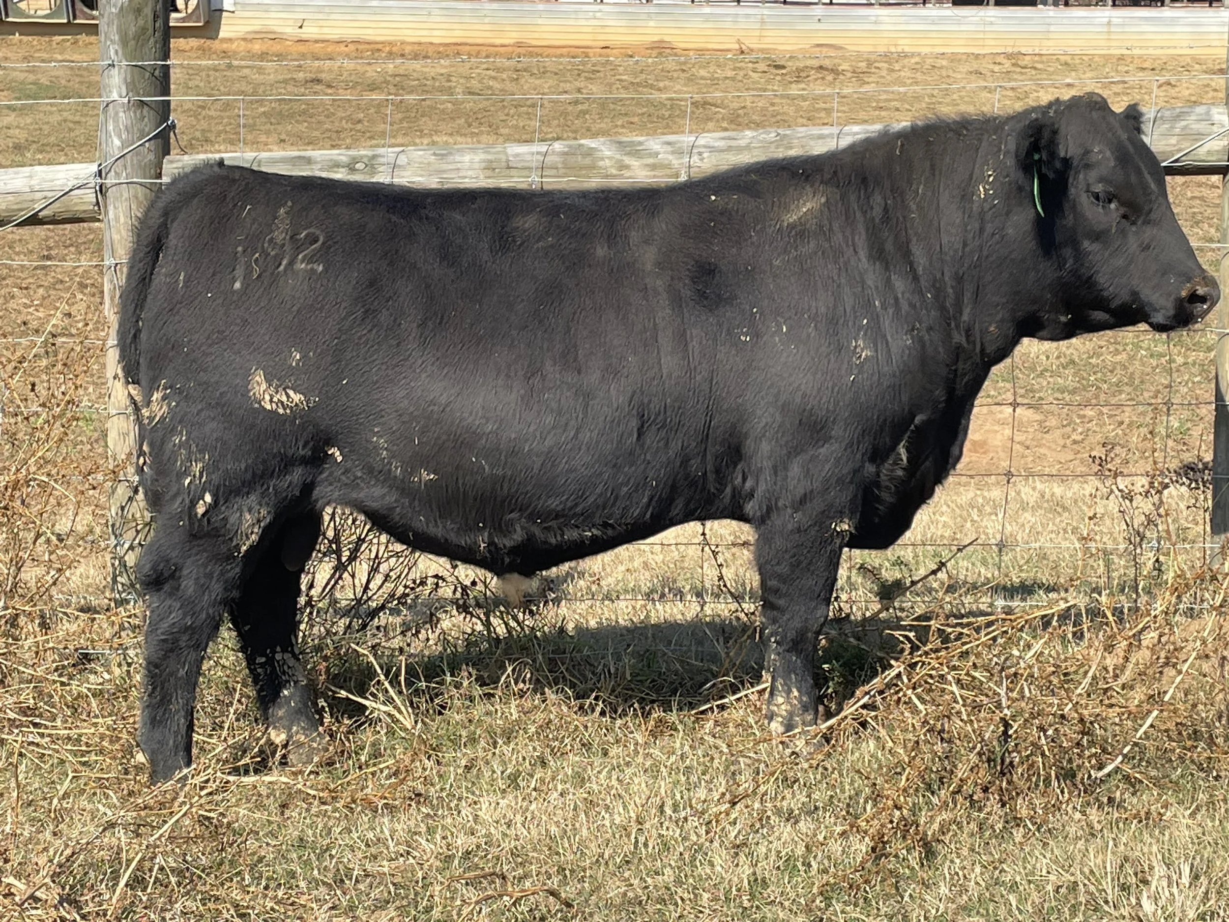 Our Herd — Dean Angus Farm