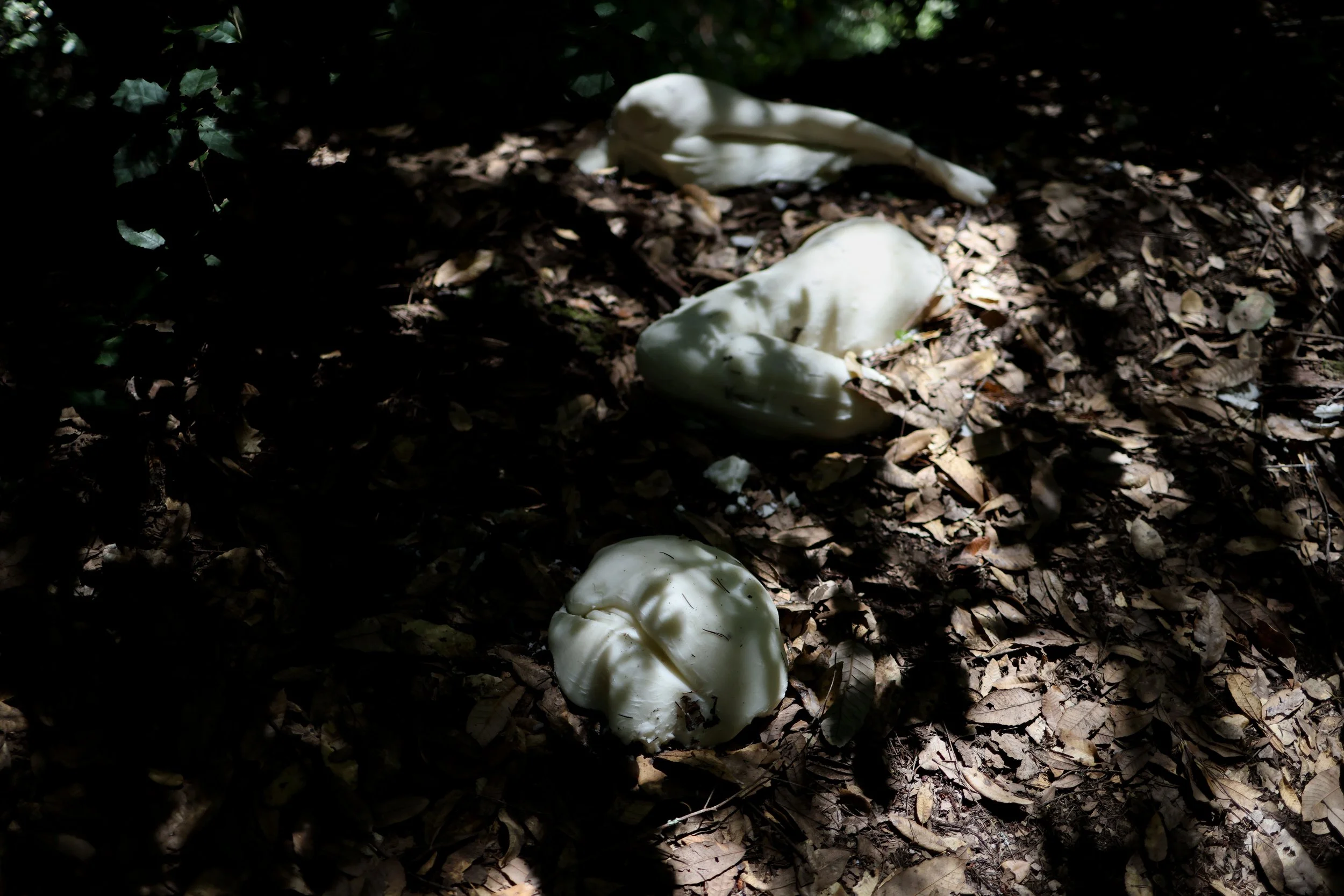 VACANT LOT (TERRENO BALDIO)