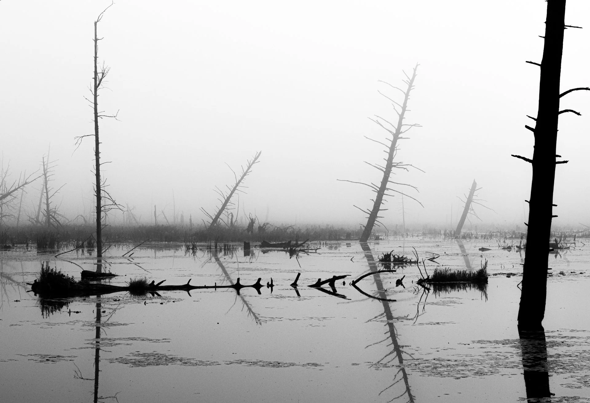 Lori Abrams Photography