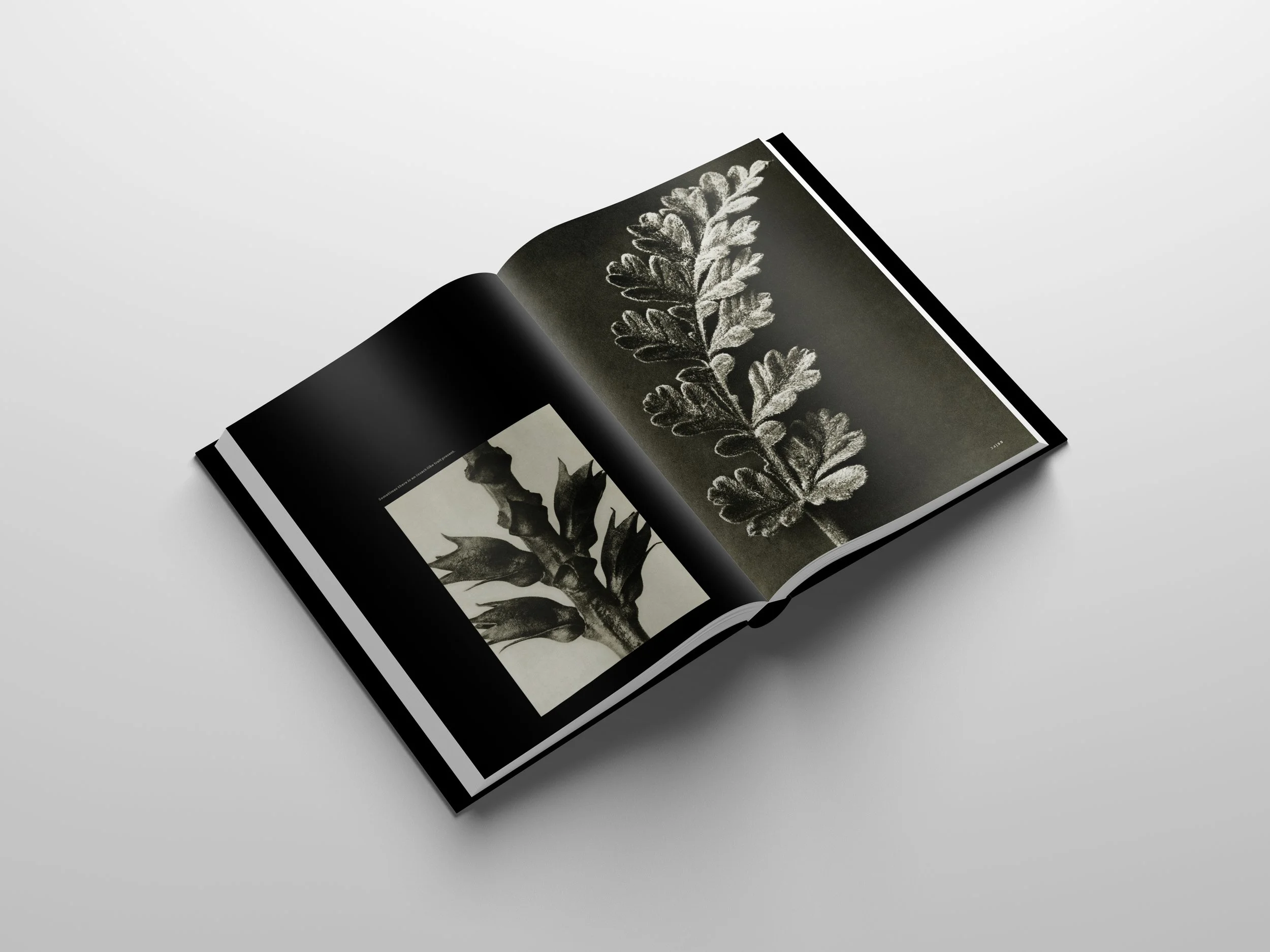 Lenard-Shavonne_MFA-Midpoint-Portfolio_Page_327.jpg