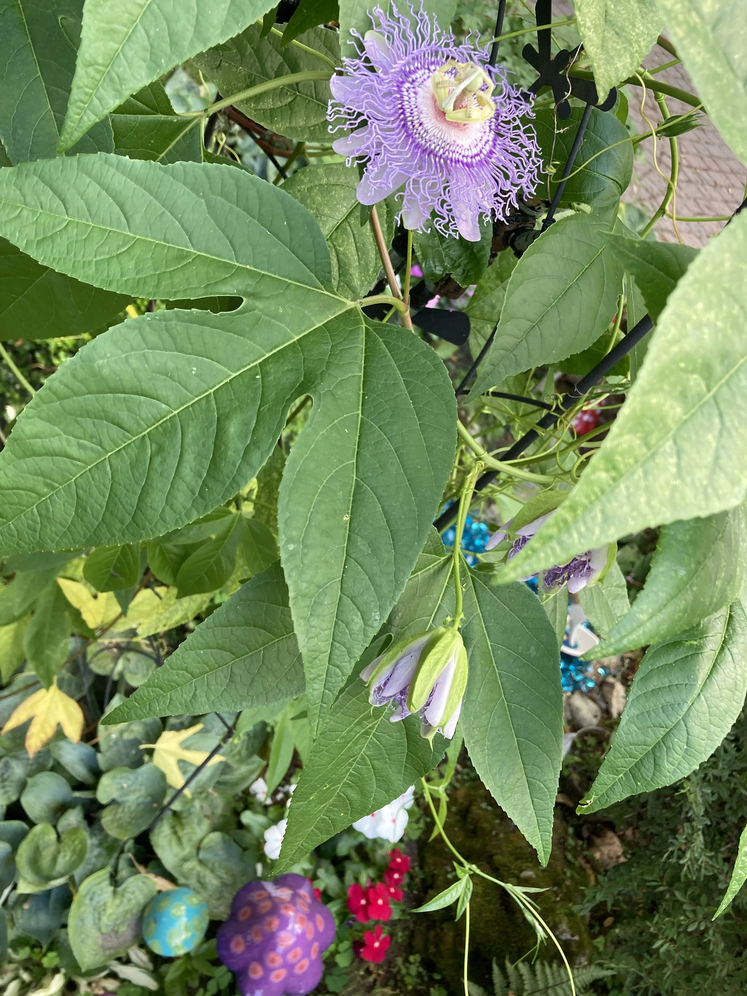 Fairy Garden Flowers in August