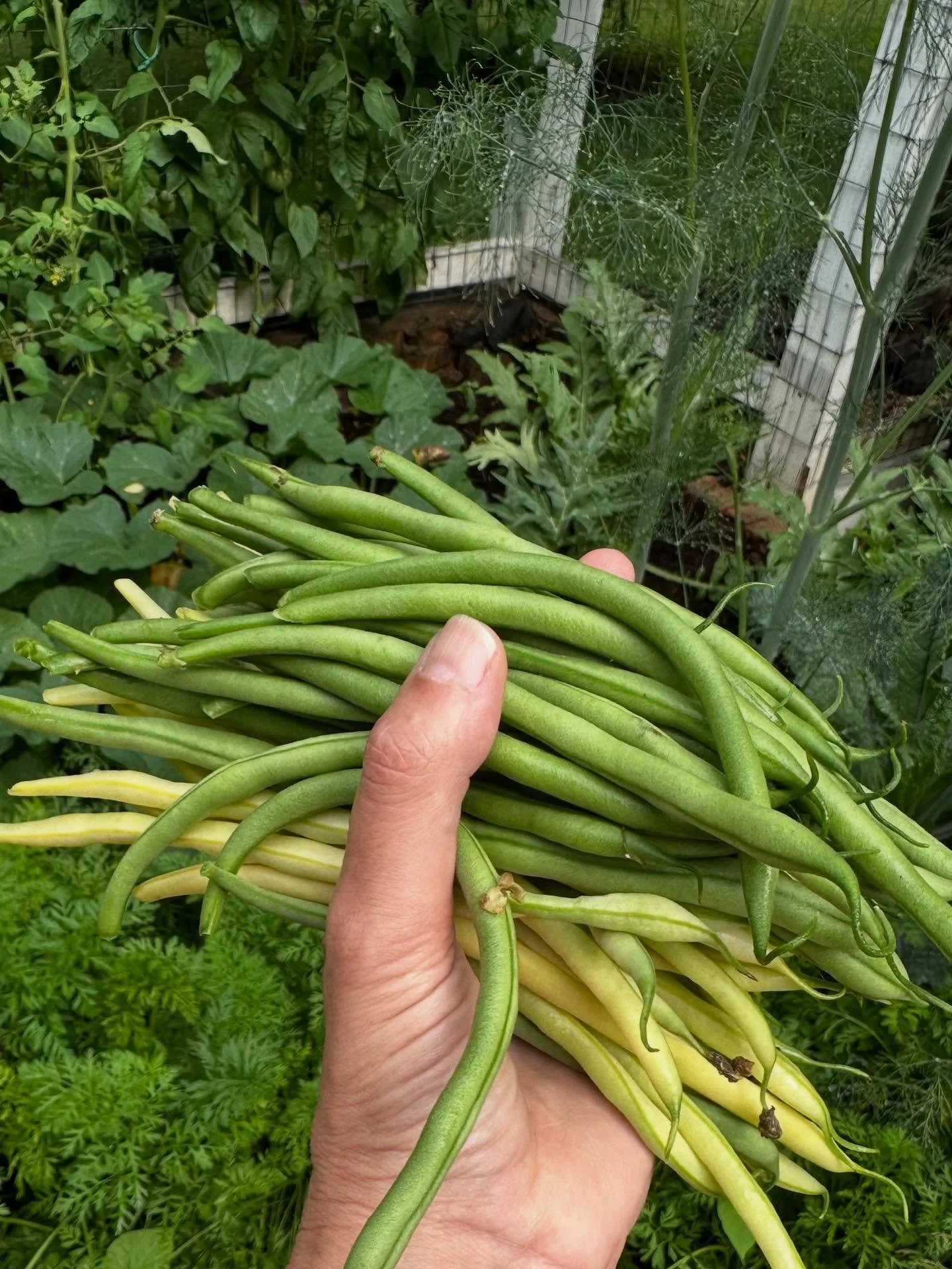 It&rsquo;s my favorite time of year. The garden is a little overgrown and droopy after all the rain but I&rsquo;m always amazed when the beans grow and the dill blooms and that we&rsquo;re lucky enough to be able to be part of it. 🐸🪲🌎