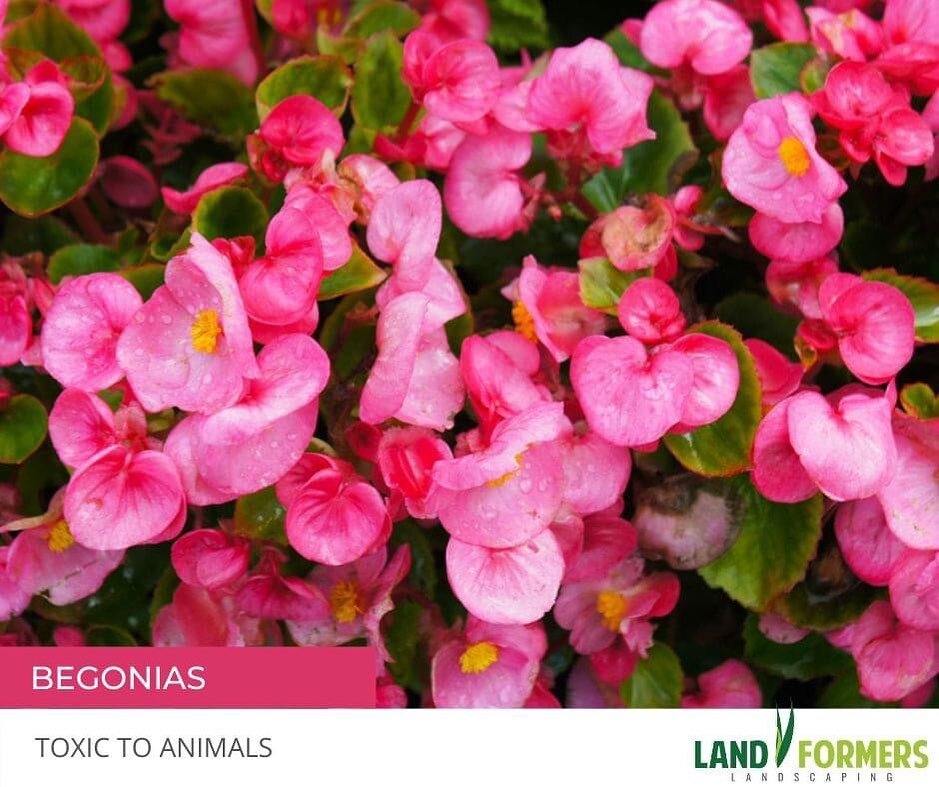 Did you know that Begonias are toxic to dogs and cats? If you're a pet owner, it's important to educate yourself on which plants are safe if consumed by your four legged family members. 🐶 🐱

Give us a call if you need help planning your gardens and