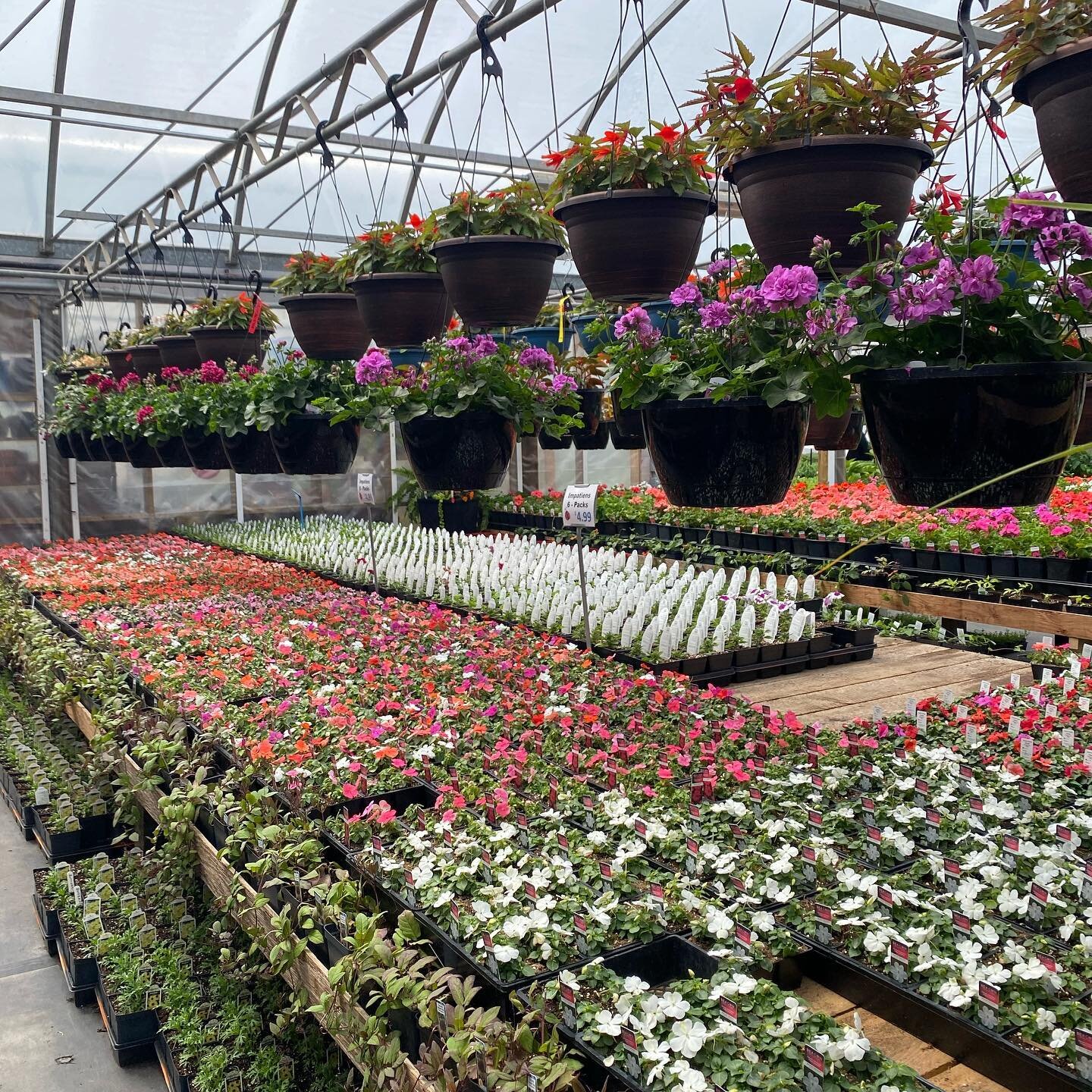 Checked out @doornsgreenhouse today. Amazing selection, friendly staff and great prices. We found everything we were looking for and more. 🪴🌸 If you haven&rsquo;t had a chance to check them out this season, we highly recommend!