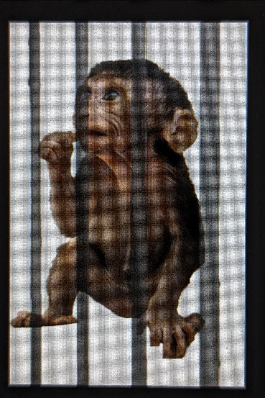 A Little Restless Monkey