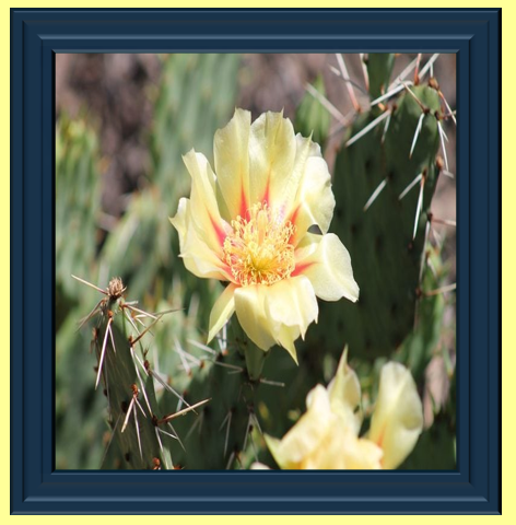 Thorny Flowers