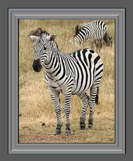 Man and The Human Condition