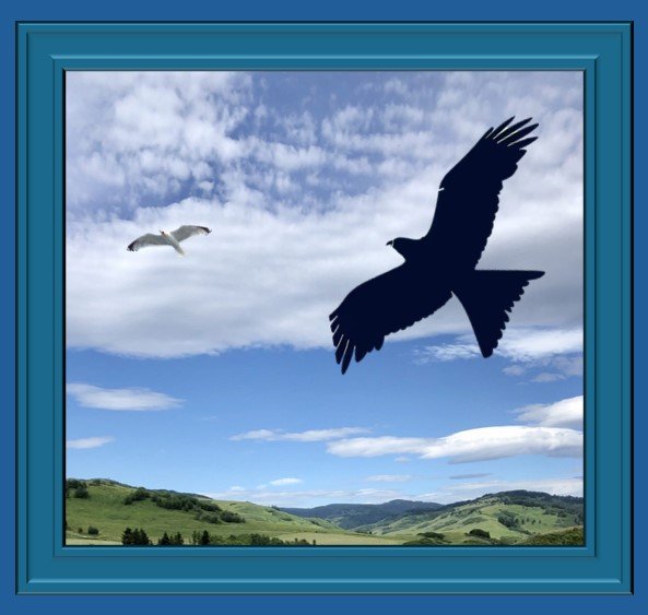Freedom