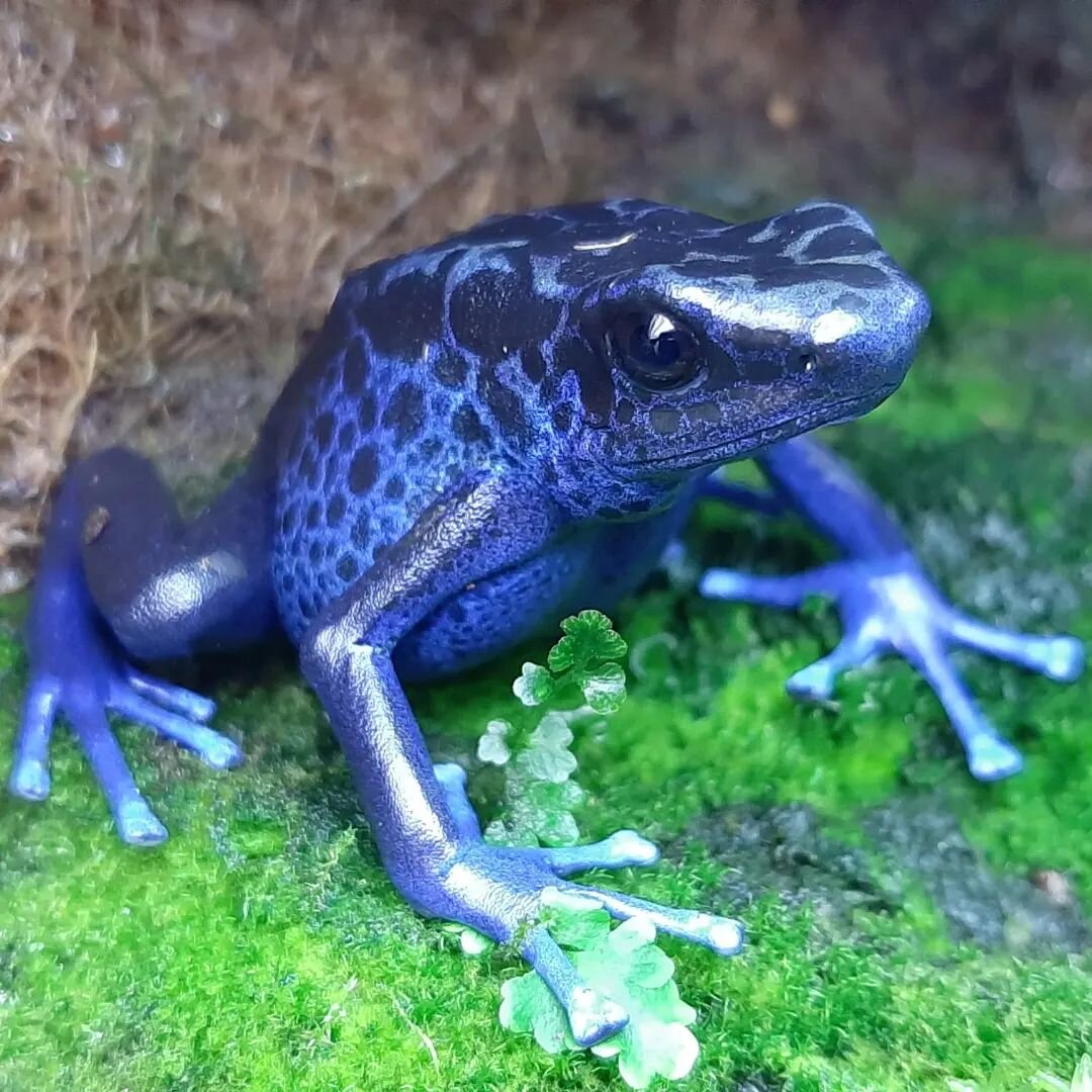 One of my favorite Koetaris. She's finally beginning to produce good clutches more regularly. She was a slow starter but I don't mind. I don't like to push it.

Dendrobates tinctorius 'Koetari River'- UTC Line

#dendrobatestinctorius #kutari #koetari