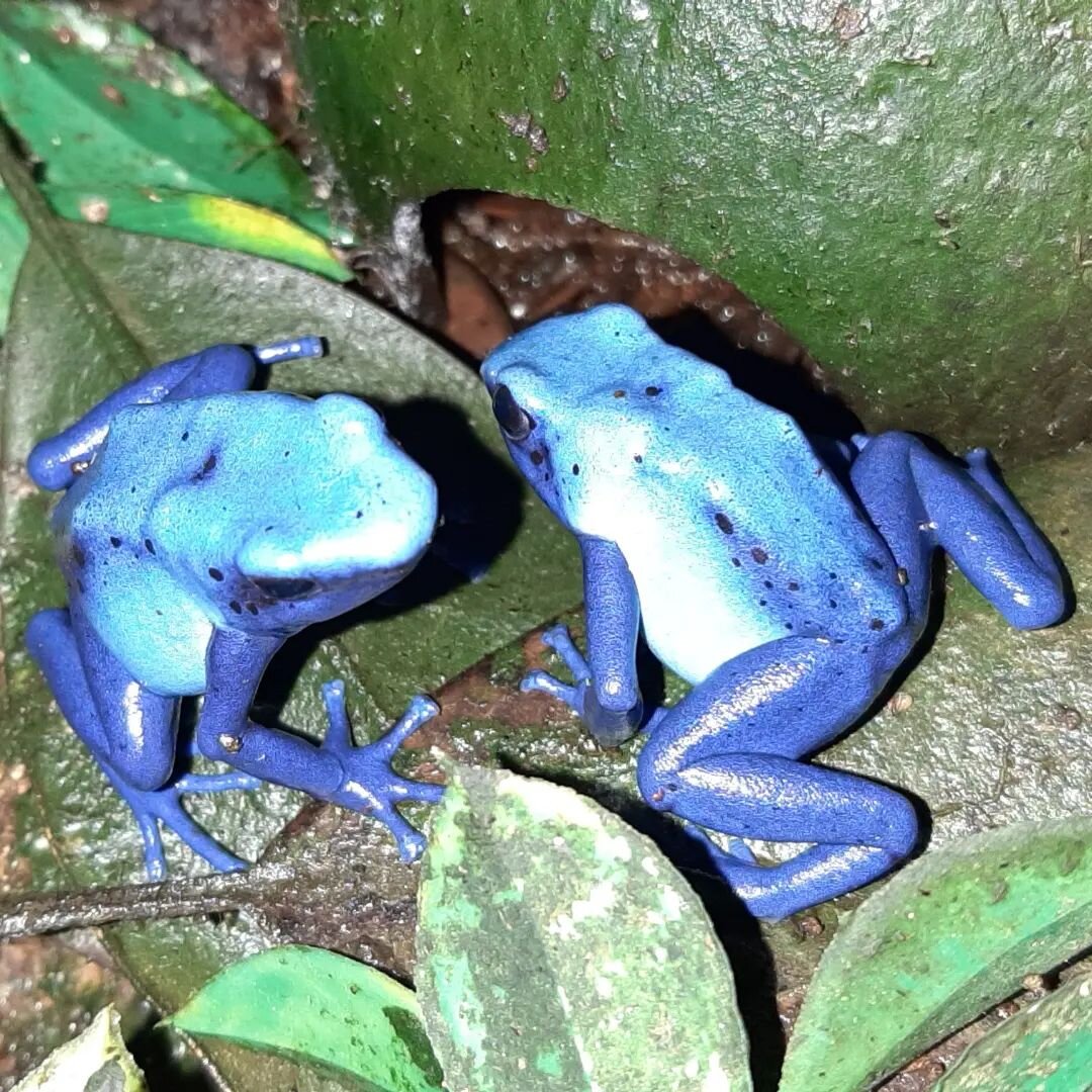 These are perhaps my pride and joy right now. There is a lot of history wrapped up in this lineage, but this is most definitely a naturally occuring variation of Azureus. And they're both female - true gems.

Dendrobates tinctorius 'Azureus' - Wattle
