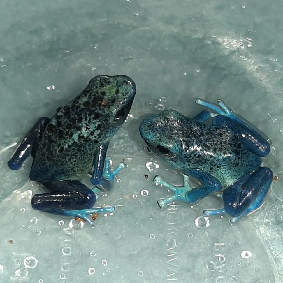 One of my up-and-coming pairs of Koetari I am raising up. Such an elegant and unique pattern on these two.

Dendrobates tinctorius 'Koetari River' - UTC Line

#dendrobatestinctorius #koetaririver #koetari #kutari #dartfrogs #poisondartfrog #dartfrogs