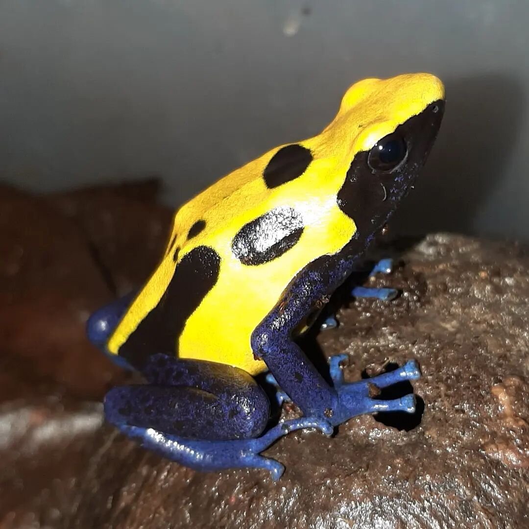 My beautiful female Citronella. The coloring and size of captive-bred specimens cannot compare to those collected in the field. Perhaps there are more improvements to be made in dendrobatid husbandry.

Dendrobates tinctorius 'Citronella'

#dendrobate