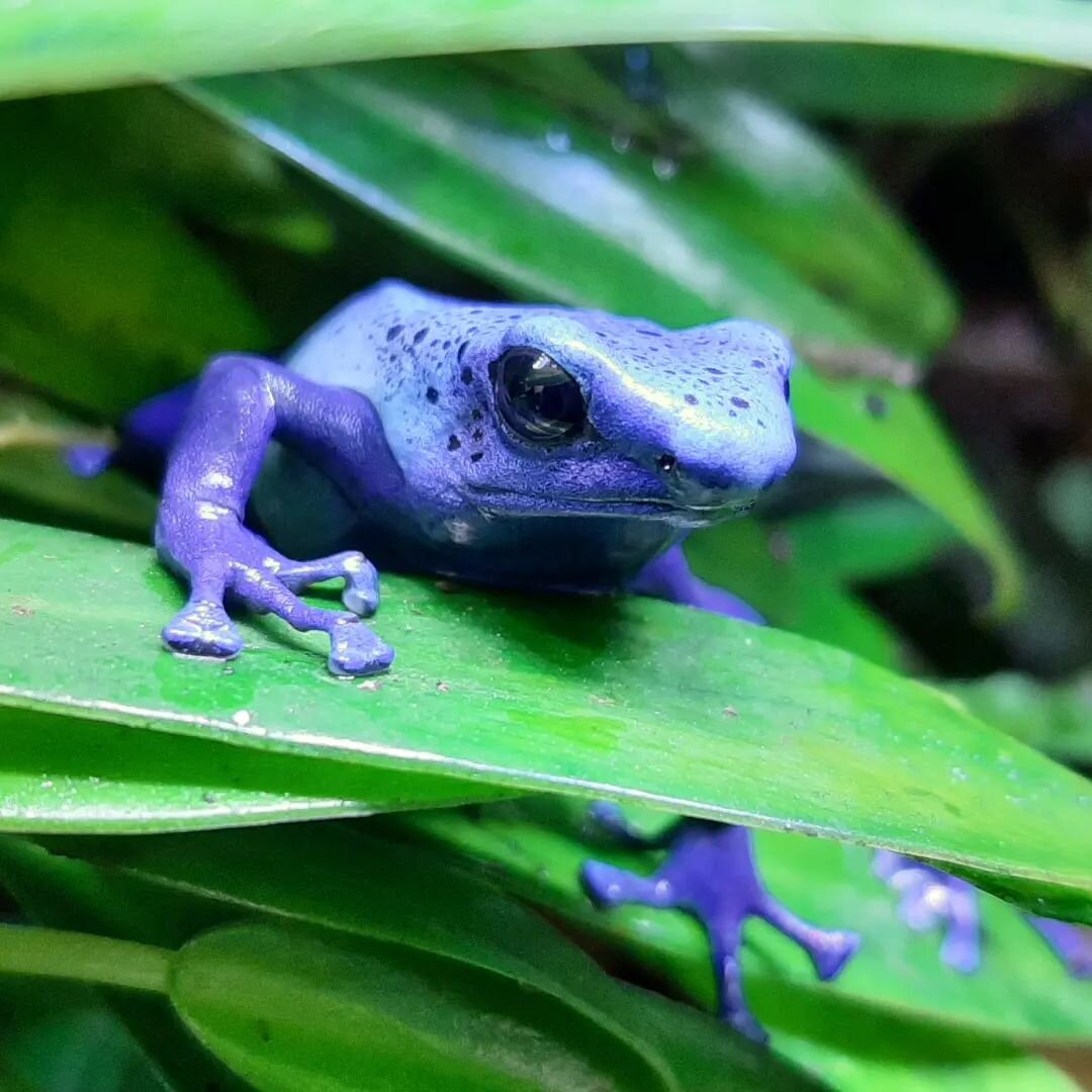 My guy. 🐸 

Dendrobates tinctorius 'Azureus'

#dendrobatestinctorius #azureus #dartfrogs #poisondartfrog #dartfrogsofinstagram #frogs #frogstagram #amphibian #tadpoles #paludarium #terrariums #terrariumdesign #ribbit #herpetology #naturelovers #biod