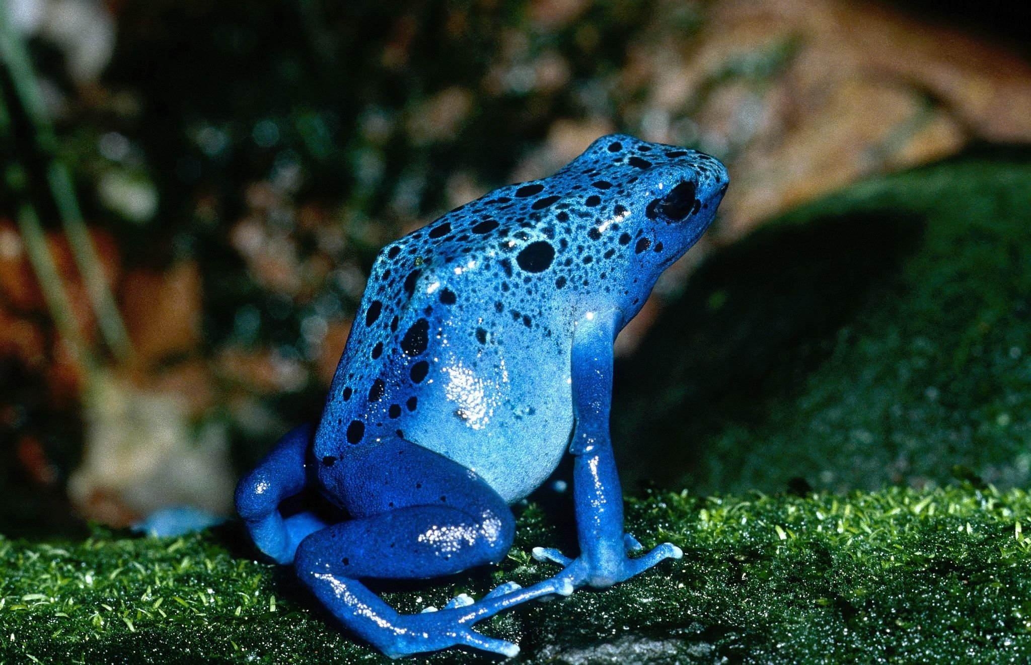 Azureus - History of the Poison Dart Frog Icon — Tinc Tank