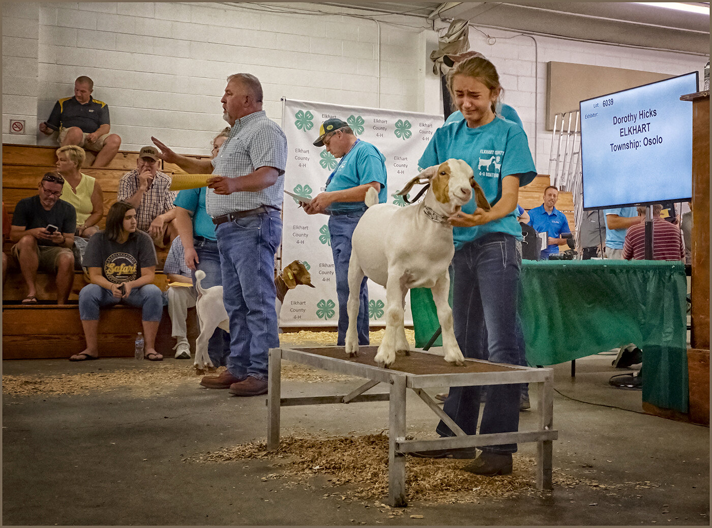 "Heartbreak at Auction Day"