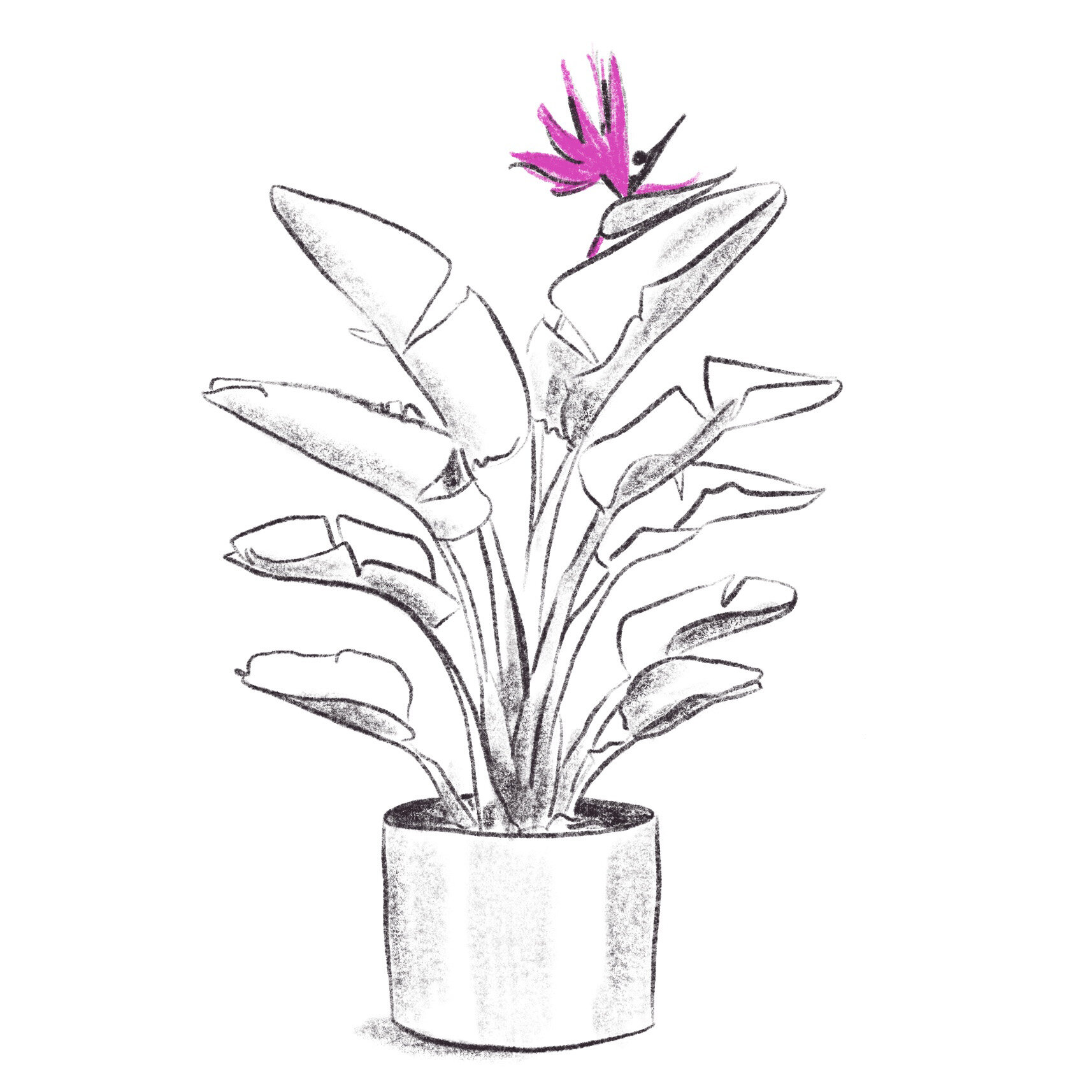 Plant.jpg