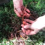 Our madder root freshly dug