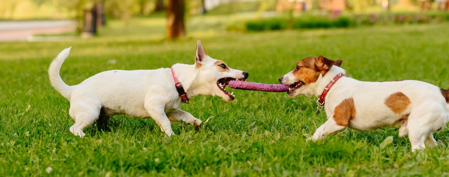 Queensland’s Strata Pet Tug of War
