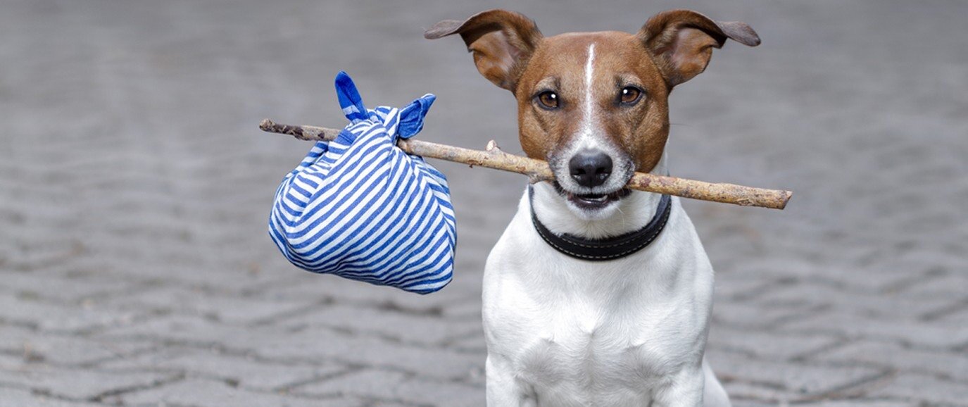 Another Dog Gets Lost in the NSW Strata Pet Wilderness