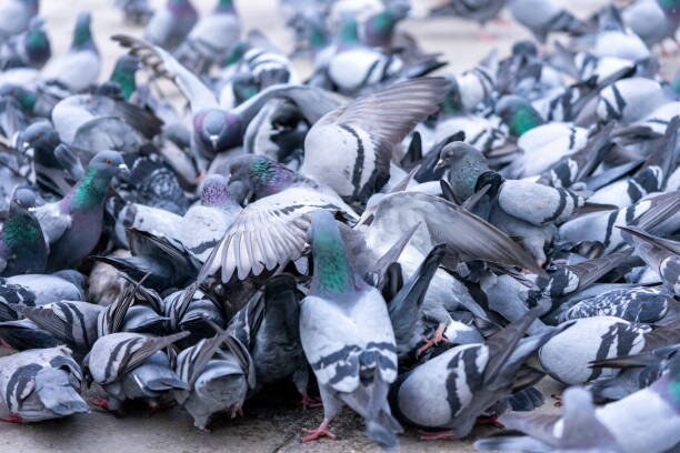 How Many Pigeons are Too Many?