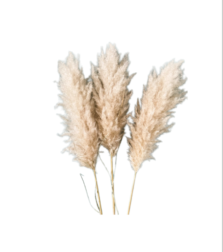 Dried Pampas Grass