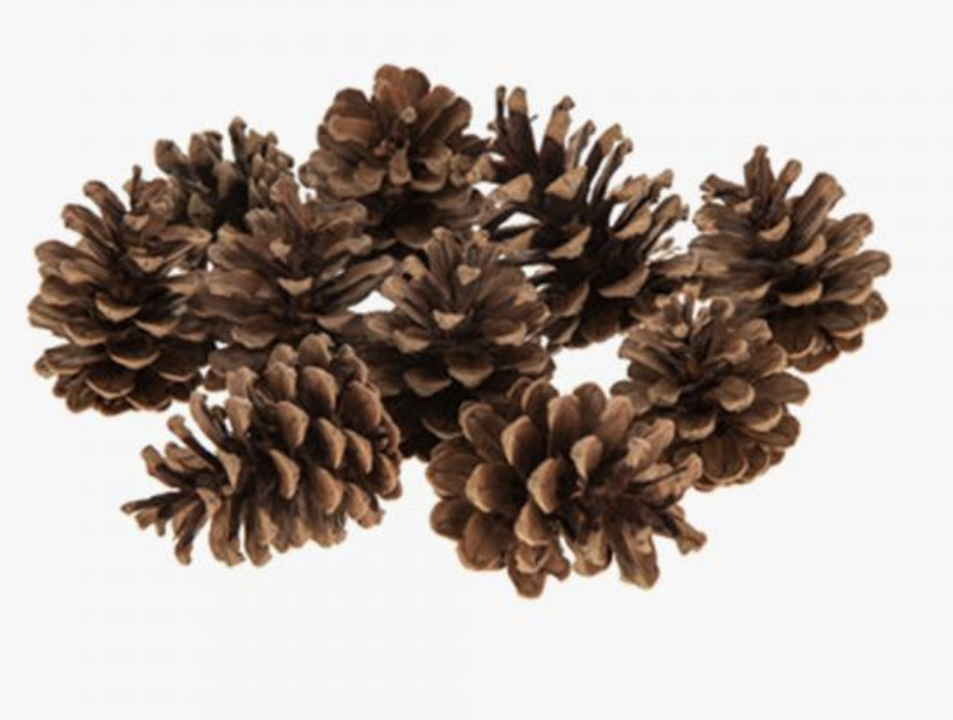 Pine Cones