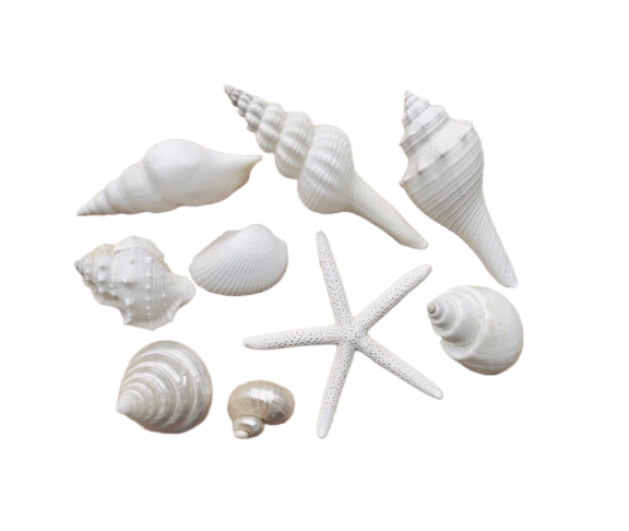 Seashells