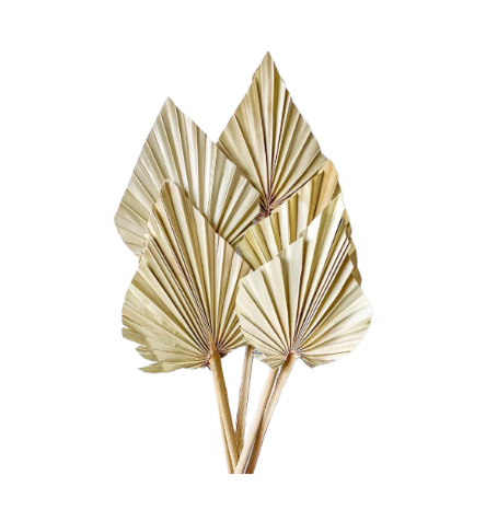 Dried Palm Spears