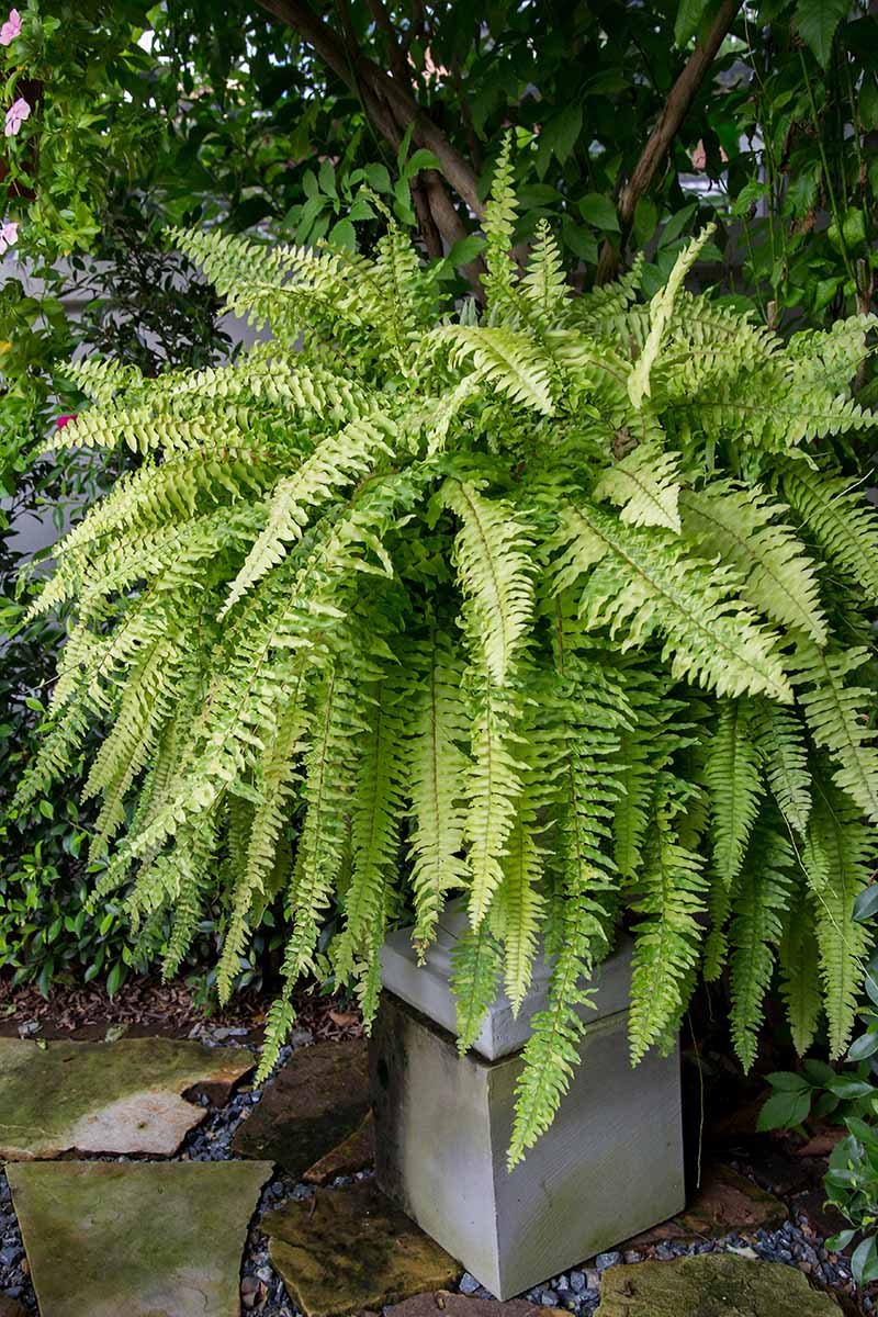 Large-Boston-Fern-Growing-in-a-Pot-Outdoors.jpg