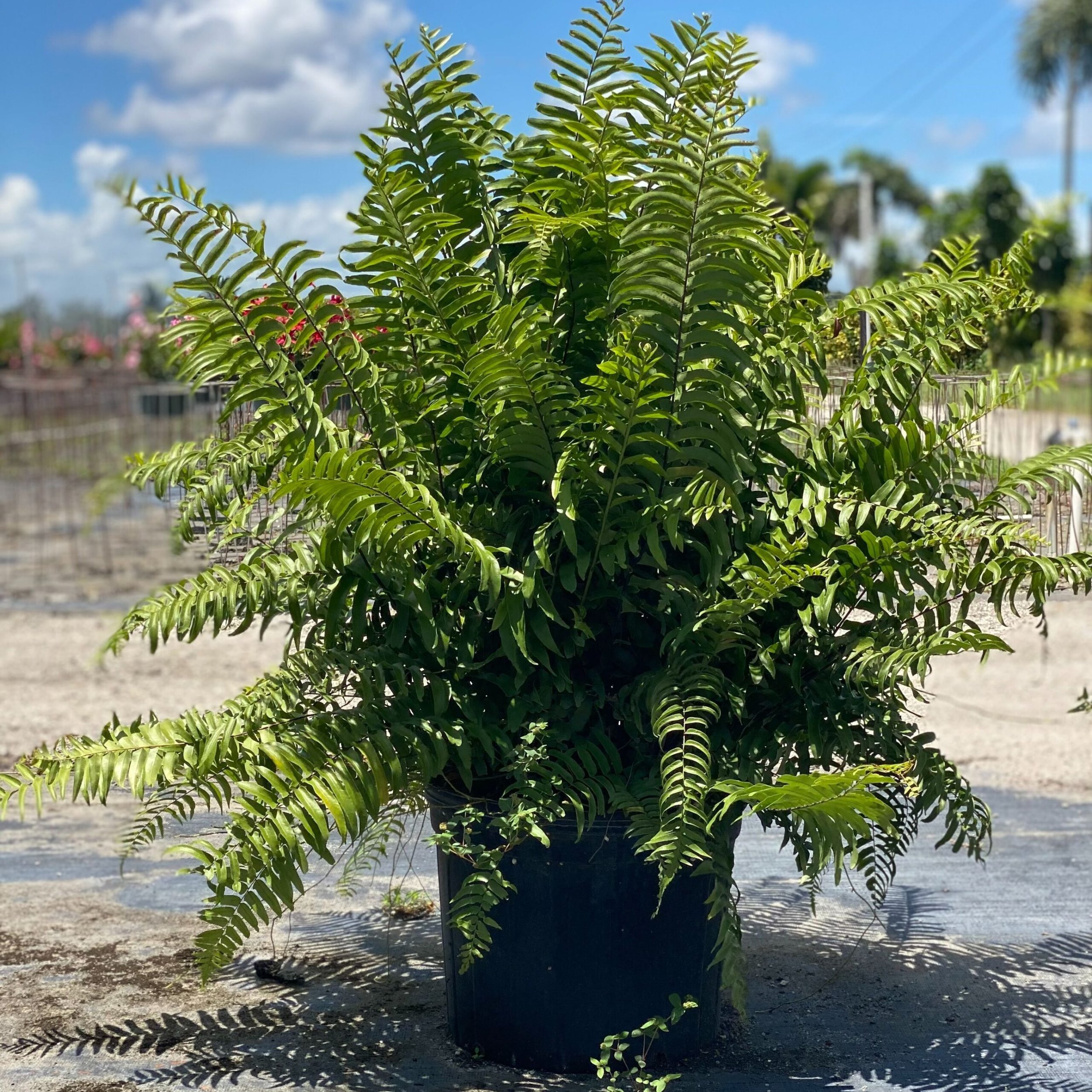 14FernMacho-scaled.jpeg