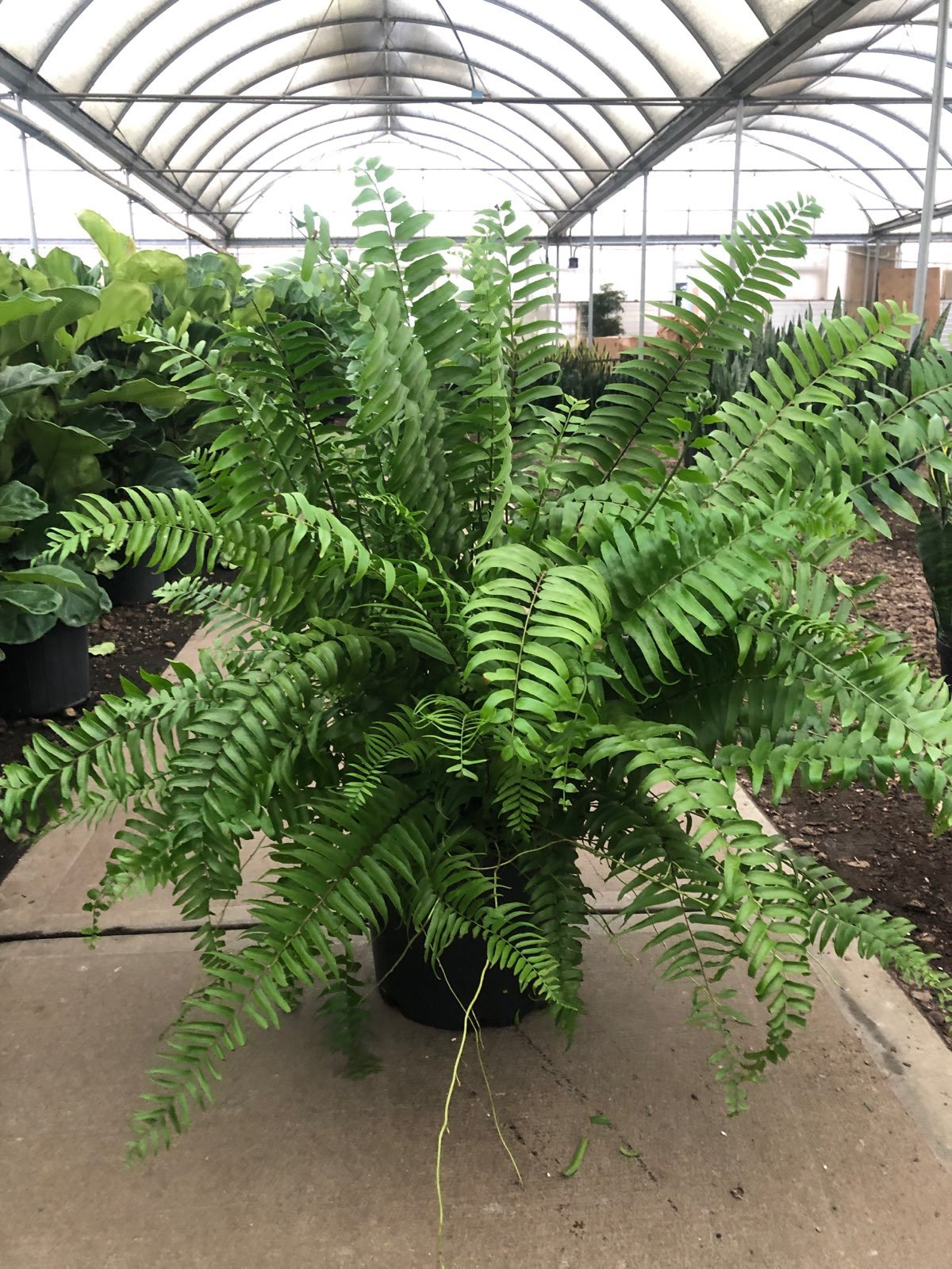 10-in-macho-fern-pot.jpg