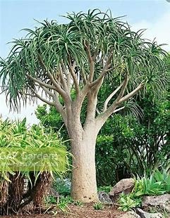 Aloe Barberae aka. "Tree Aloe"