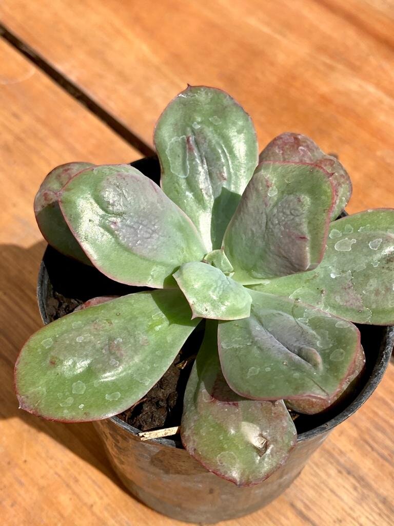 Echeveria Baron Bold