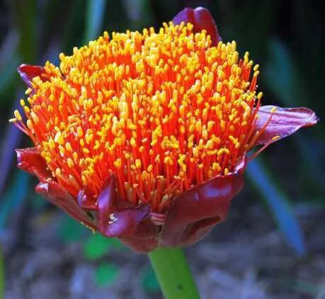 Scadoxus Puniceus "Paintbrush Lily"  Manning Valley Succulent Garden