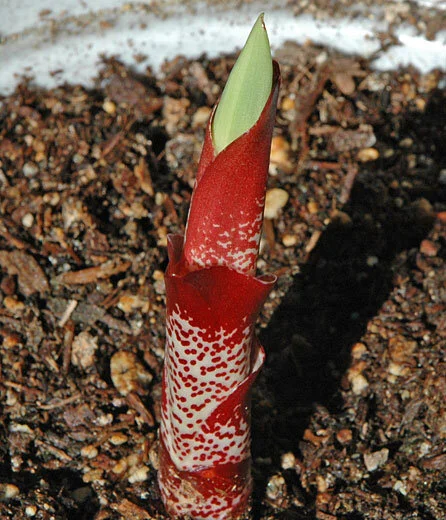 Scadoxus Puniceus "Paintbrush Lily"