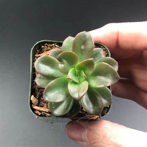 Echeveria Chroma