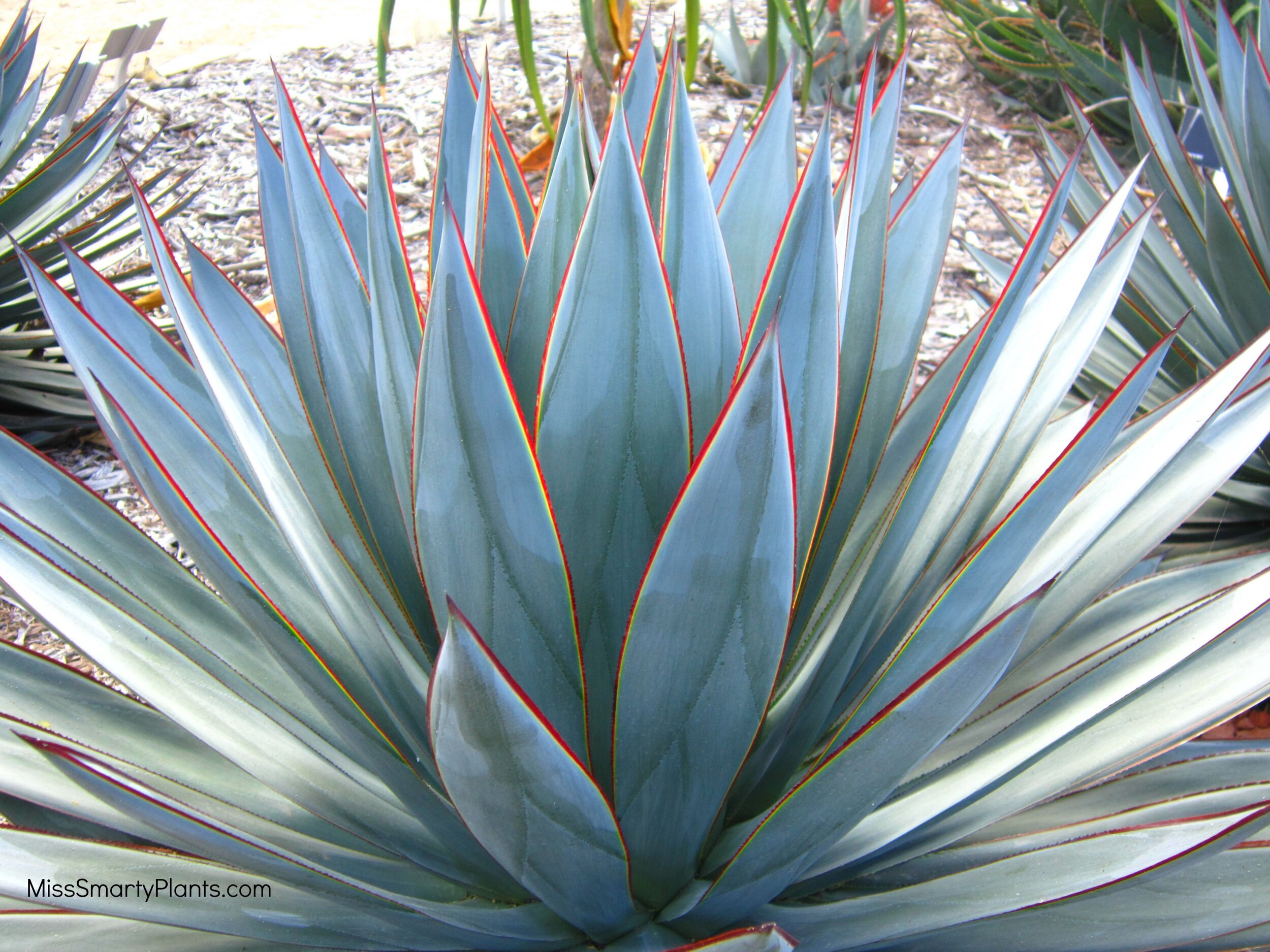 Agave Blue Glow