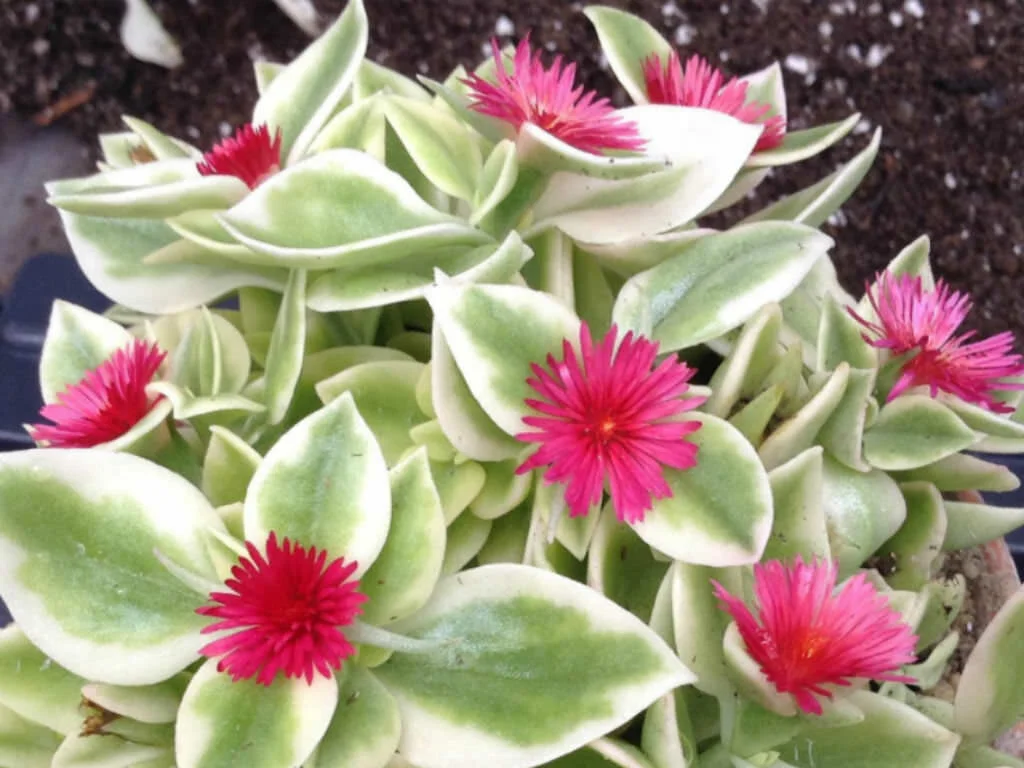 Aptania Baby Sunrose Variegata