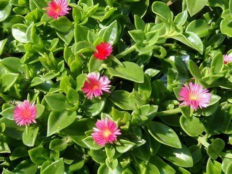 Aptenia Baby Sunrose Green Leaves with Pink Flower