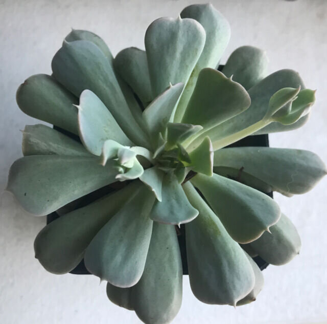 Echeveria Runyonii