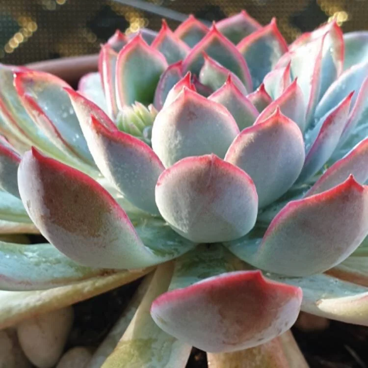 Echeveria Apus