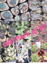 Echeveria Pack of 9
