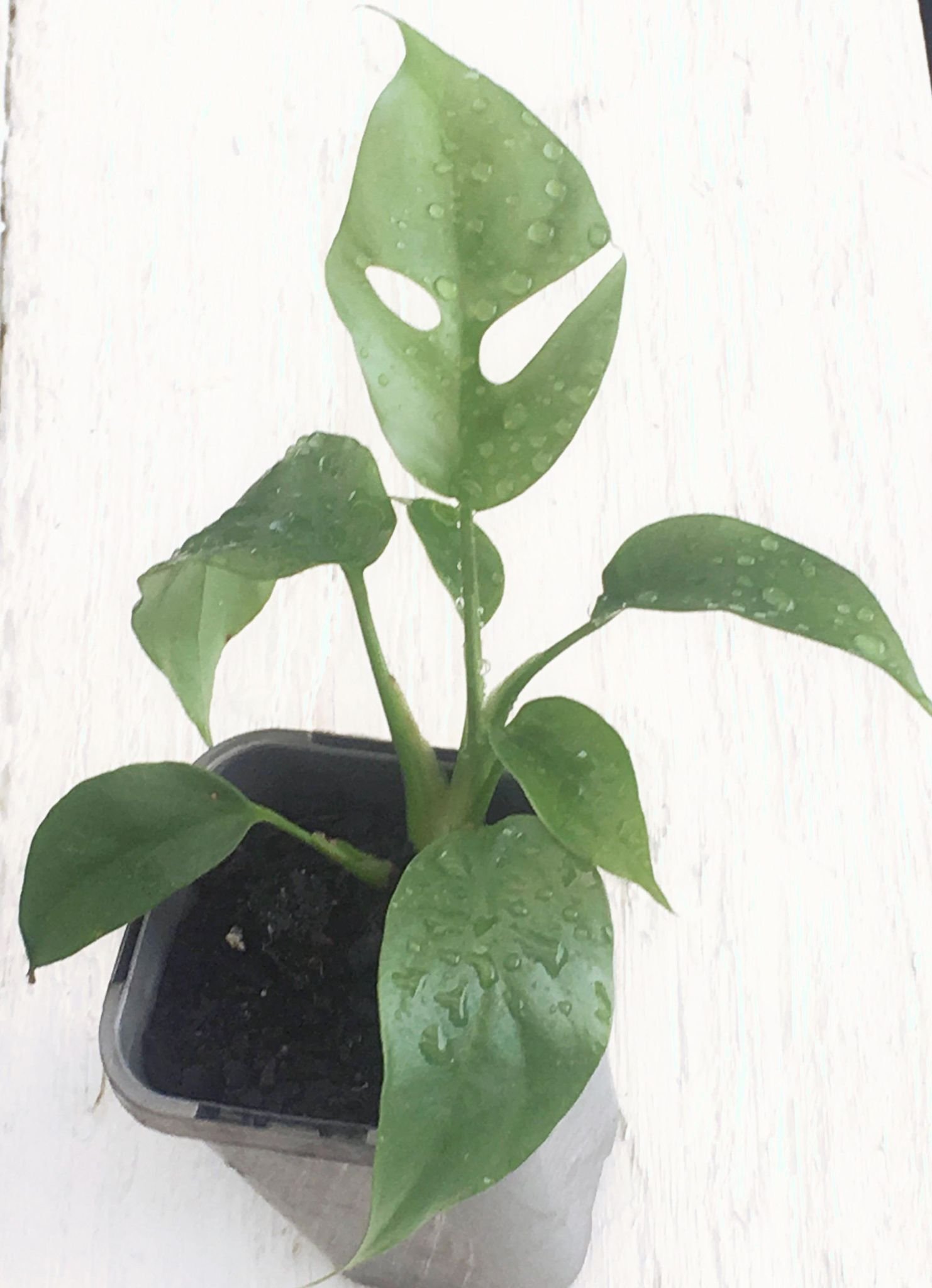 Monstera Adansonii "Swiss Cheese Plant"