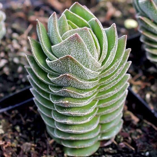 Crassula Buddha Temple