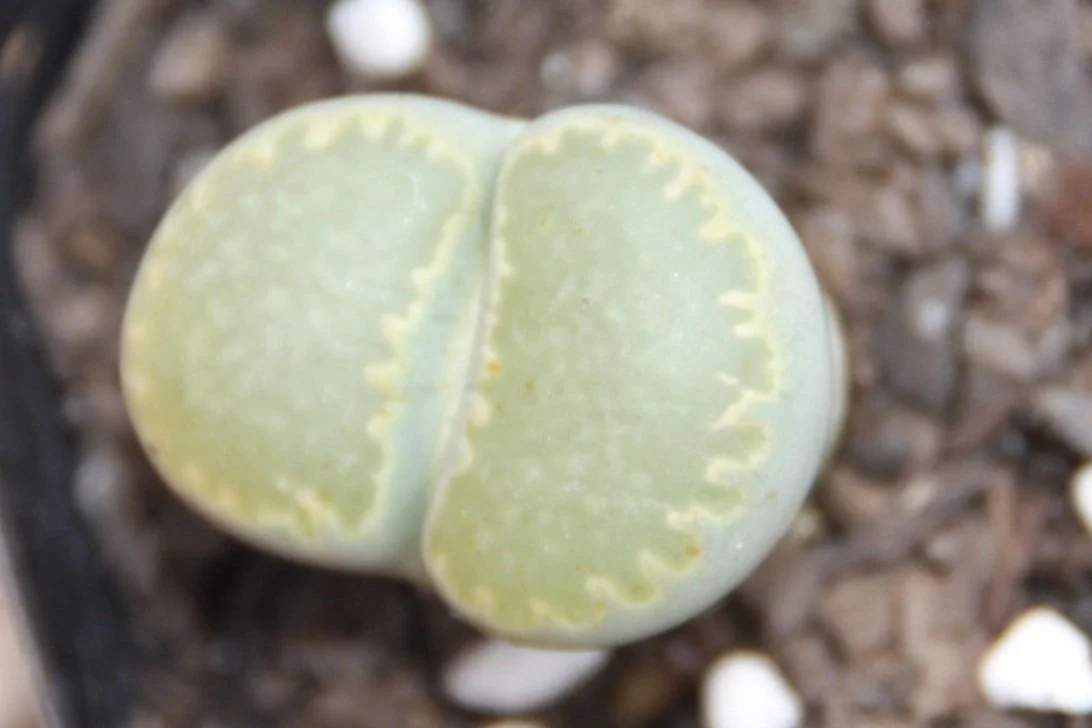 Lithops Living Stone