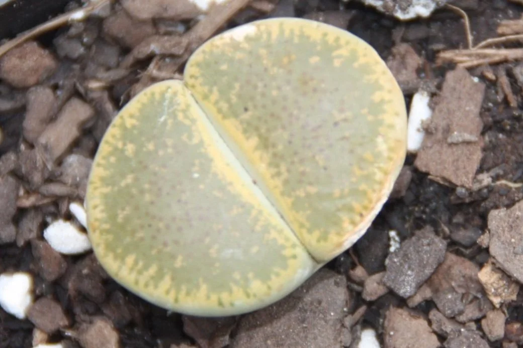 Lithops Living Stone